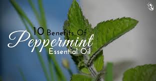 Follow their code on github. Top 10 Peppermint Oil Benefits And Uses Organic Aromas