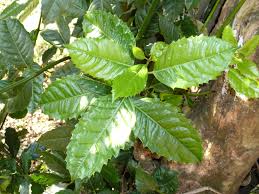 Image result for Monimiaceae