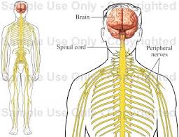 The Nervous System Medical Illustration Human Anatomy Drawing Anatomy Illustration Next, draw the different parts of the nervous system. the nervous system medical