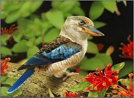 Wallpapers of beautiful birds main color: 49 Bird Wallpaper For Computer On Wallpapersafari