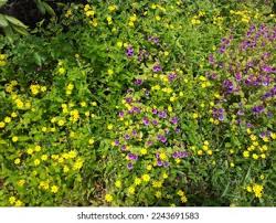 Image result for Smithia