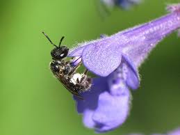 Image result for Isoglossa multinervis