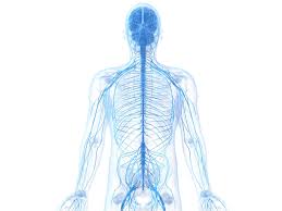 This diagram is a way to remember why we do. Learn About The Peripheral Nervous System