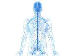 Learn About The Peripheral Nervous System
