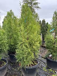 Image result for Cryptomeria