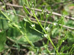 Image result for Thesium megalocarpum