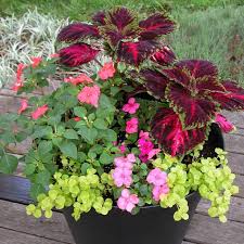 Deze producten zijn te vinden in de patio plant collectie, die met een uitdagende verpakking, de ultieme kans bieden om eindelijk die groene vingers te ontdekken! Best Plants For Balcony Garden
