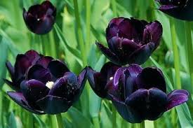 There's a tulip for every setting, from small species tulips in naturalized woodland areas to larger tulips that fit formal garden plantings from beds to borders. Black Tulip Bulbs 2pc Bag It Is Not A Tulip Seed A Rare Flower Seeds Bulb 25w Bulb Testingbulb 60w Aliexpress