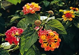 Image result for Lantana angolensis