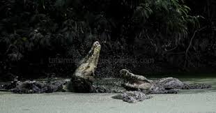 Jika dia tidak mempunyai anak tandanya. 99 Arti Mimpi Melihat Buaya Di Sungai Menurut Primbon Jawa Dan Tafsir Islam Primbon Mimpi Kamu
