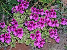 Image result for Geranium vagans