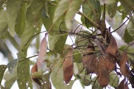 Image result for Secamone stuhlmannii