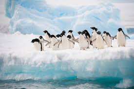 Unlike most penguins, which feed on surface krill, emperor penguins live. How Long Do Penguins Live And Other Important Facts