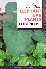 Check spelling or type a new query. Are Elephant Ear Plants Poisonous Gardening Channel Elephant Ear Plant Elephant Ear Plants