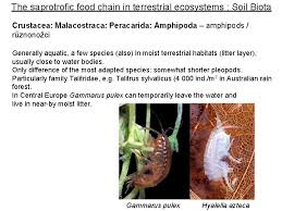 Food chain in terrestrial habitat. The Saprotrofic Food Chain In Terrestrial Ecosystems Soil
