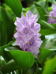 Pin On Favorite Water Plants