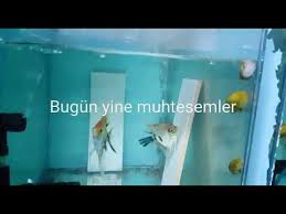 Melek Baliklari Uretimi Koilerim Aquarium