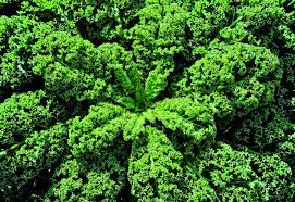 Image result for kadeřávek