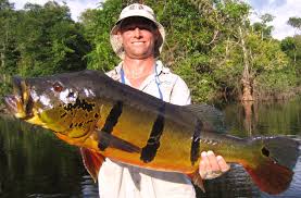 Who Has The Biggest Cichla Page 5 Bass Fishing Fish Peacock Bass