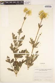 Image result for Clematis villosa