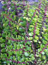 Image result for Pilea microphylla