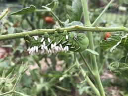 Tomato hornworms can devastate a garden by chewing through leaves. Garden Q A On Wasp Cocoons Not Hornworm Larvae And Those Seed Packets From China Baltimore Sun