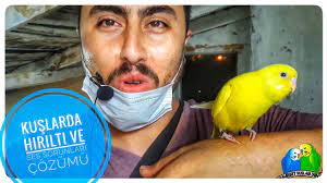 kuslarda hirilti ve gece cikan garip sesler ve cozumu youtube