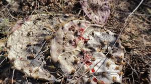 Cactus is a very nice delicacy to many different kinds of animals. Arizona Javelina Hunting Opportunities Gohunt