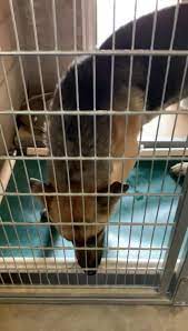 The animal resource center is a municipal animal shelter for the city of rio rancho. Rio Rancho Animal Friends Home Facebook