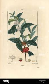 Image result for Coffea schliebenii