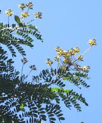 Image result for Caesalpinia ferrea
