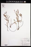 Image result for Phyllanthus boehmii
