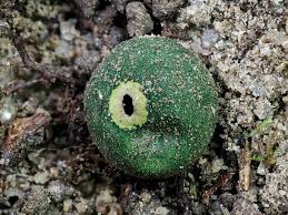 Image result for Monothecium