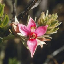 Image result for Tristachya rehmannii