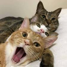 Cat In Heat Signs Symptoms What To Do If Your Cat Is In Heat Cattime In 2020 Kittens Cutest Cute Cats Cute Animals