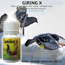 Maybe you would like to learn more about one of these? Giring X Plus Suplemen Burung Dara Merpati Agar Cepat Giring Keras Lazada Indonesia