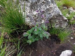 Image result for Equilabium selukwense