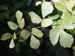 Image result for Rhoicissus tridentata