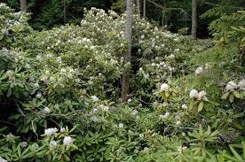 Rhododendron Maximum Rosebay Laurel 10 15ft Tall Large Tropical Like Evergreen Foliage And Massiv California Native Garden Native Garden Evergreen Shrubs