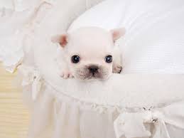 It will be an ideal gift idea for any friends and family and looks charming on any kitchen counter or curio cabinet. Lillian White Teacup Frenchie