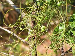 Image result for Cassytha filiformis