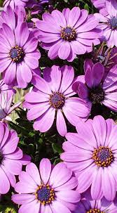 Spanish Margaritas By Jean Paul Lauwereys Wildflower Garden Spring Plants Plants