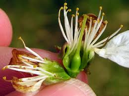 Assessing Frost And Freeze Damage To Flowers And Buds Of