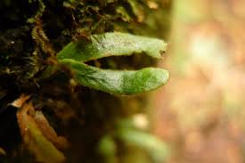 Image result for Grammitis