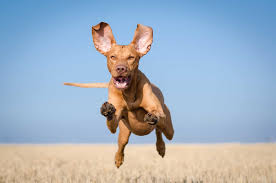 Hungarian vizsla, magyar vizsla, hungarian pointer, drotszoru magyar vizsla. 15 Of The Fastest Dog Breeds In The World Highland Canine Professional Dog Training Solutions