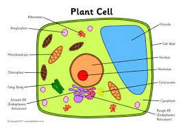 Cell city analogy worksheets answer key. 33 Label The Plant Cell Labels Database 2020