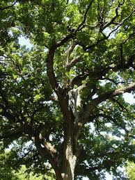 Hardy varieties like this one make growing pecan trees possible in the northern u.s. Fast Growing Shade Trees Texas Page 1 Line 17qq Com