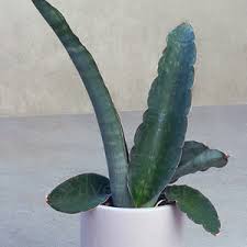 Image result for Eulophia sp. nov.