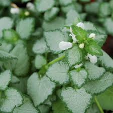 Image result for Chlorophytum nubicum