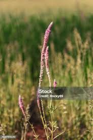 Image result for Hermbstaedtia fleckii